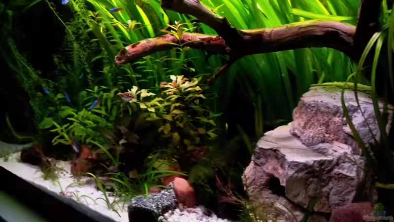 Aquarium Usedom Becken(altes Beispiel) von Marcel-Usedom (4)