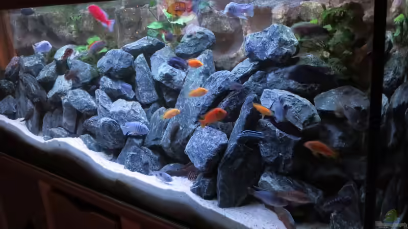 Aquarium Uwe´s Malawi von Uwe Heit (2)