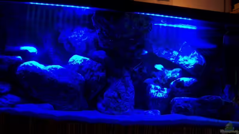 Aquarium Verdi Point von magunga rock (4)