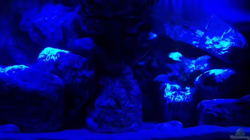 Aquarium Verdi Point von magunga rock (5)