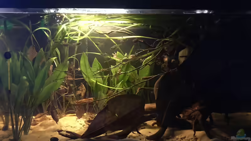 Aquarium Vergrößerung von kleines Grün von Raven887 (11)