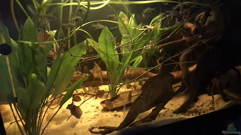 Aquarium Vergrößerung von kleines Grün von Raven887 (8)