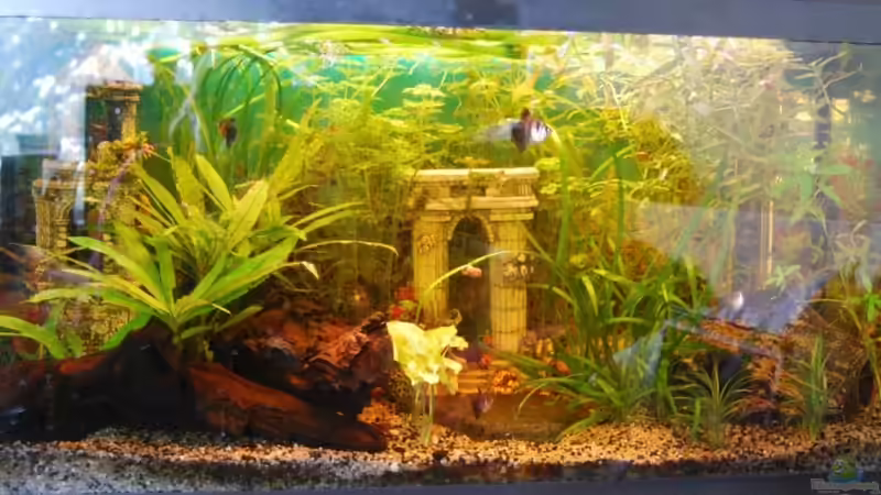 Aquarium Versunkene Stadt von Julia (2)