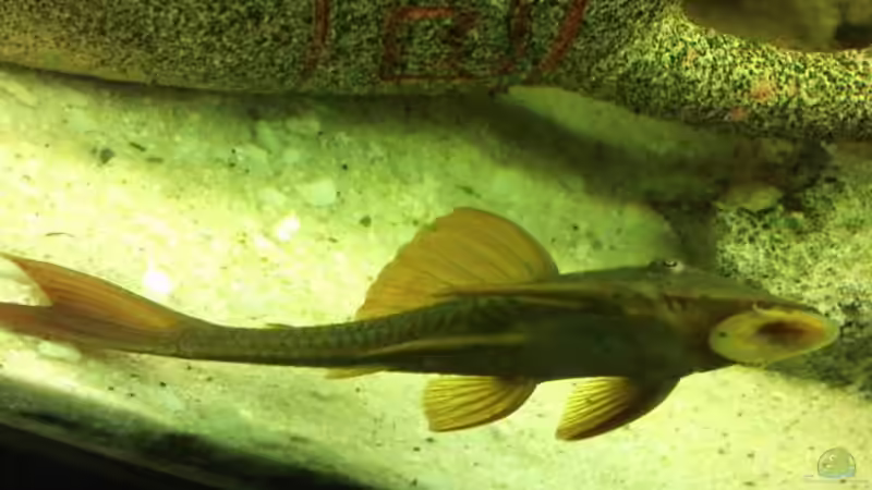 Aquarium vision 260 von muchta (3)