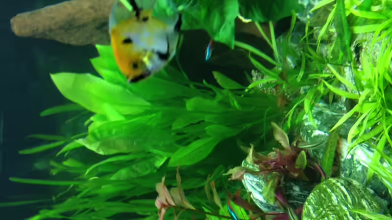 Aquarium Vision 450 von Saynobody (10)