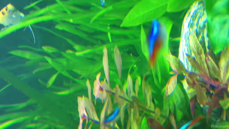 Aquarium Vision 450 von Saynobody (11)