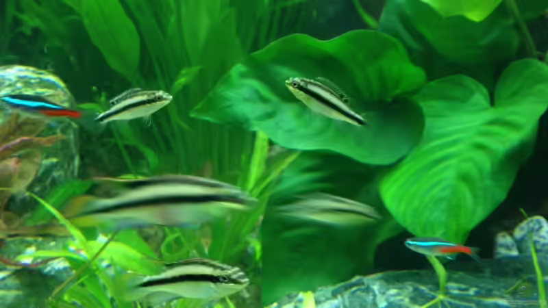 Aquarium Vision 450 von Saynobody (14)