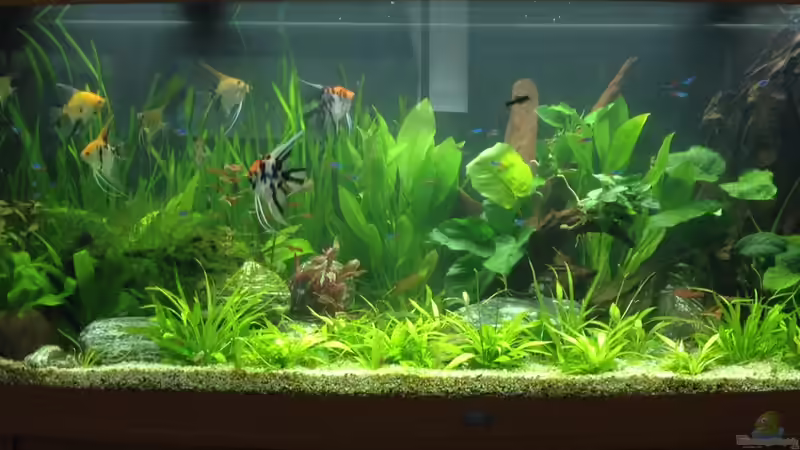 Aquarium Vision 450 von Saynobody (16)
