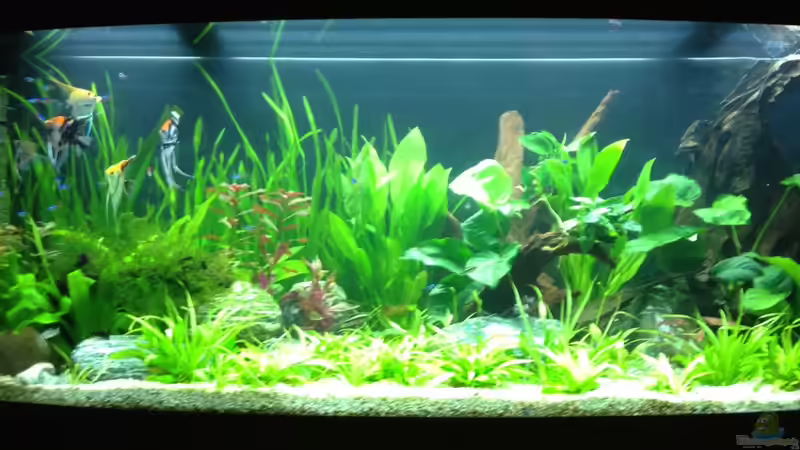 Aquarium Vision 450 von Saynobody (17)