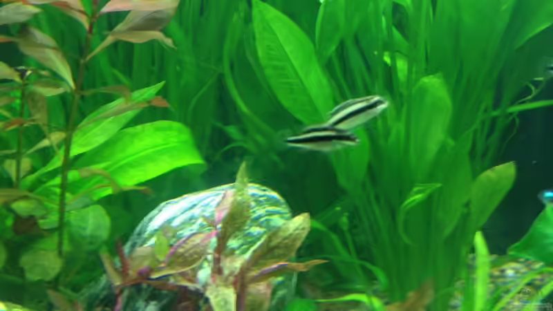 Aquarium Vision 450 von Saynobody (18)