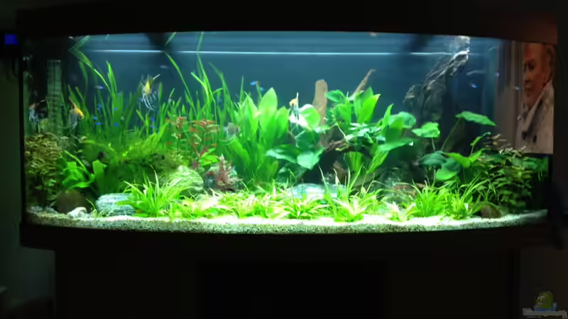 Aquarium Vision 450 von Saynobody (20)