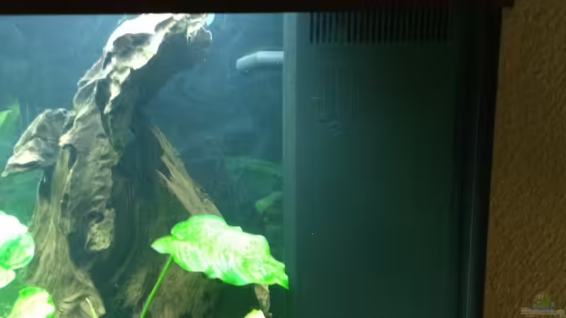 Aquarium Vision 450 von Saynobody (21)