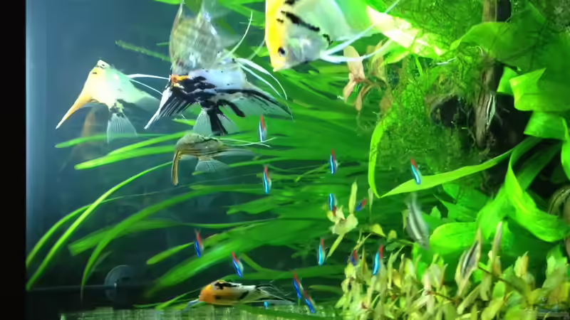 Aquarium Vision 450 von Saynobody (22)