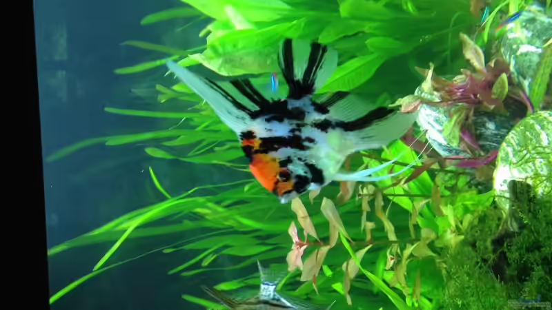 Aquarium Vision 450 von Saynobody (23)