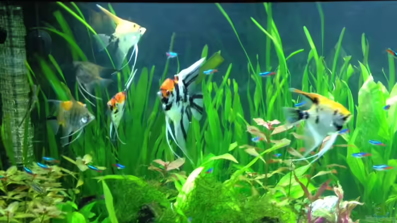 Aquarium Vision 450 von Saynobody (24)