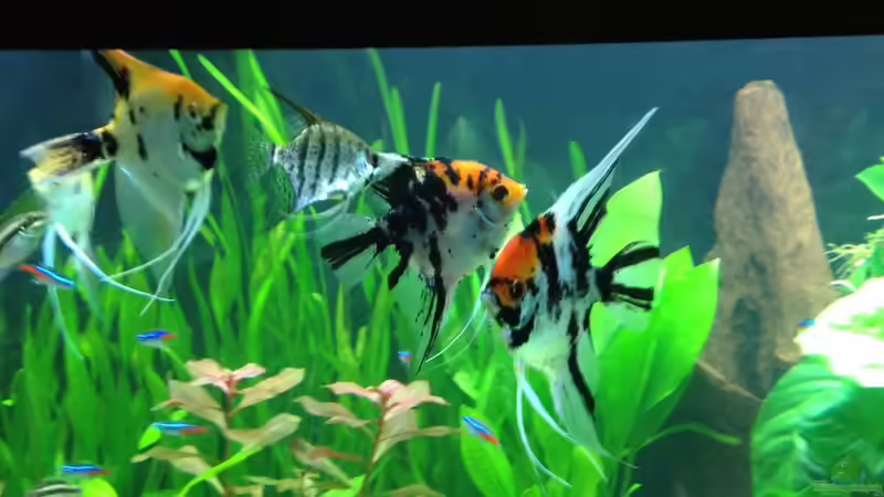 Aquarium Vision 450 von Saynobody (25)