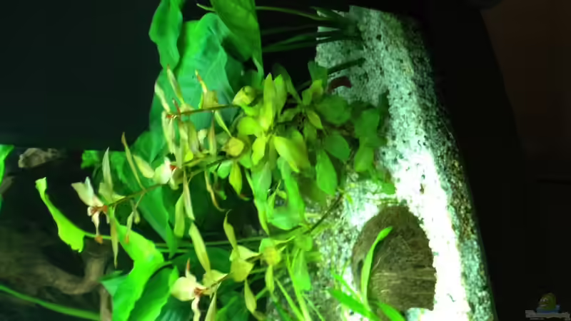 Aquarium Vision 450 von Saynobody (4)