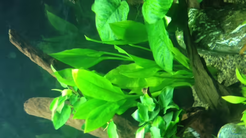 Aquarium Vision 450 von Saynobody (6)