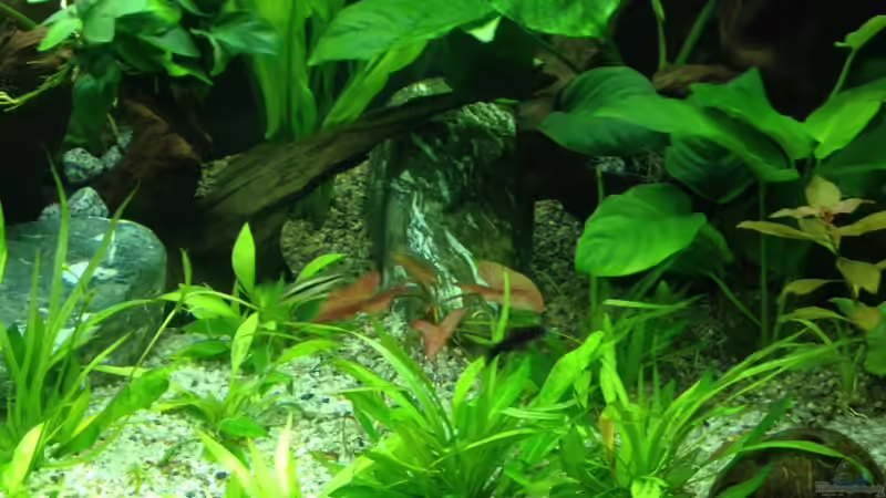 Aquarium Vision 450 von Saynobody (7)