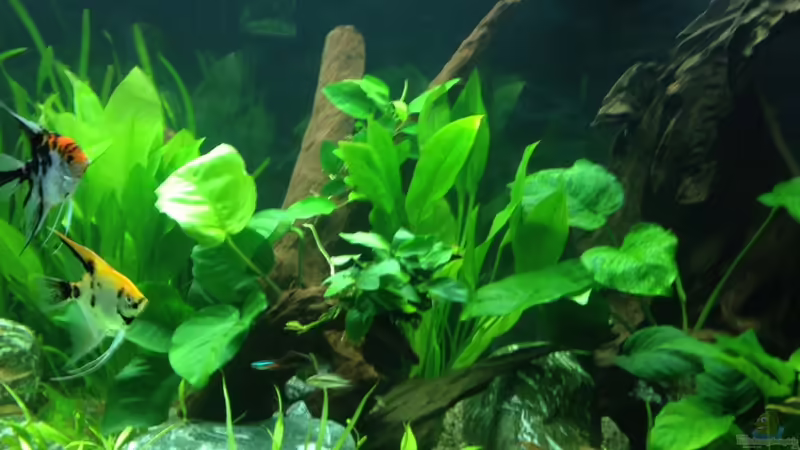 Aquarium Vision 450 von Saynobody (9)