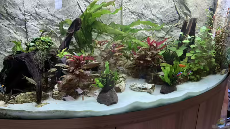 Aquarium Vision All Kontinent von Donelli (8)