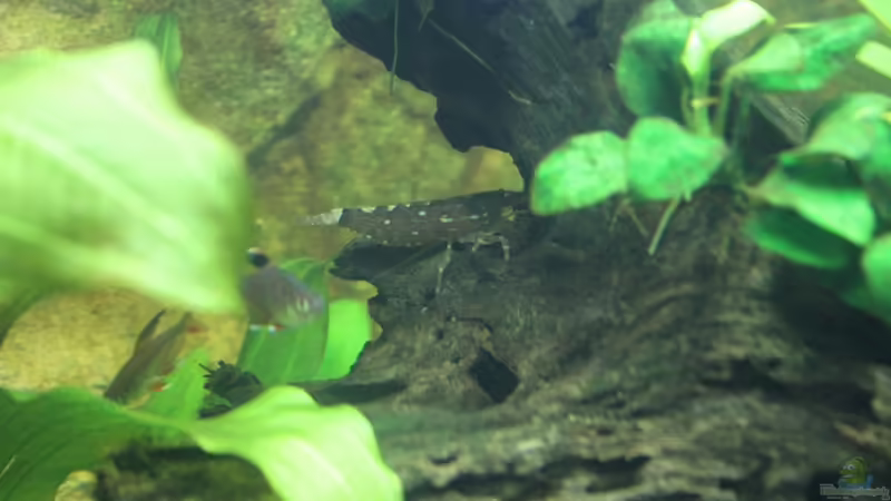 Aquarium Vision Becken von Felge (10)