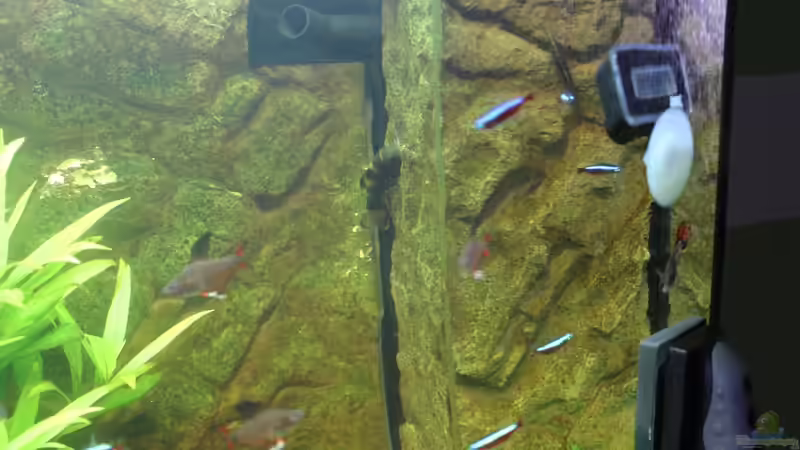 Aquarium Vision Becken von Felge (11)