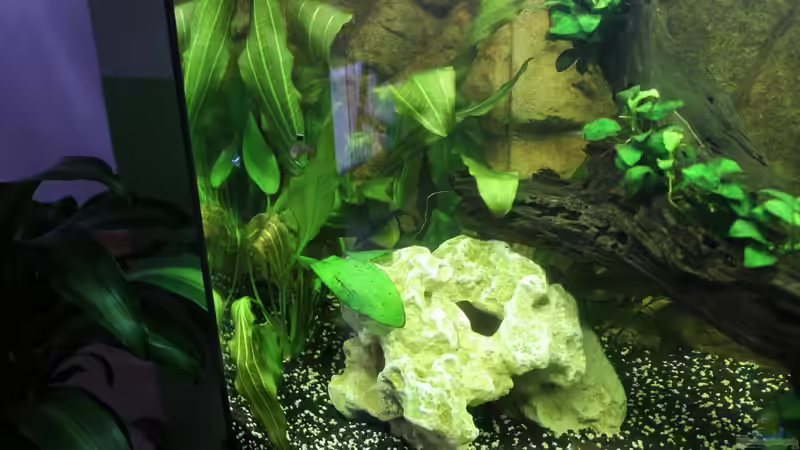 Aquarium Vision Becken von Felge (13)