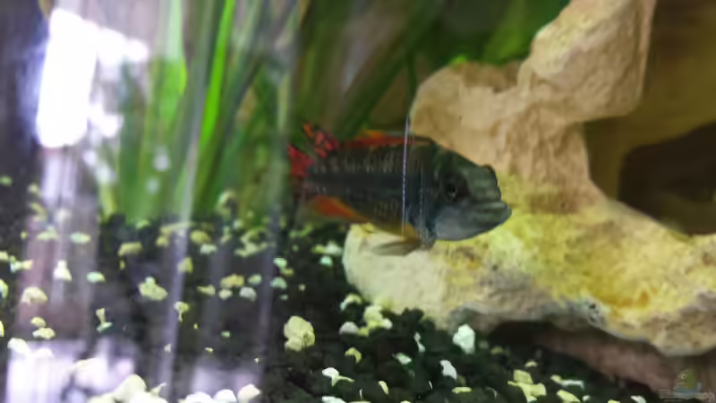 Aquarium Vision Becken von Felge (16)