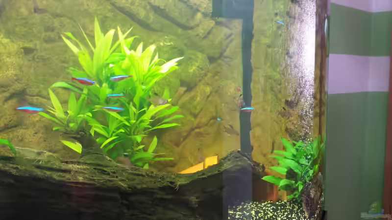 Aquarium Vision Becken von Felge (18)