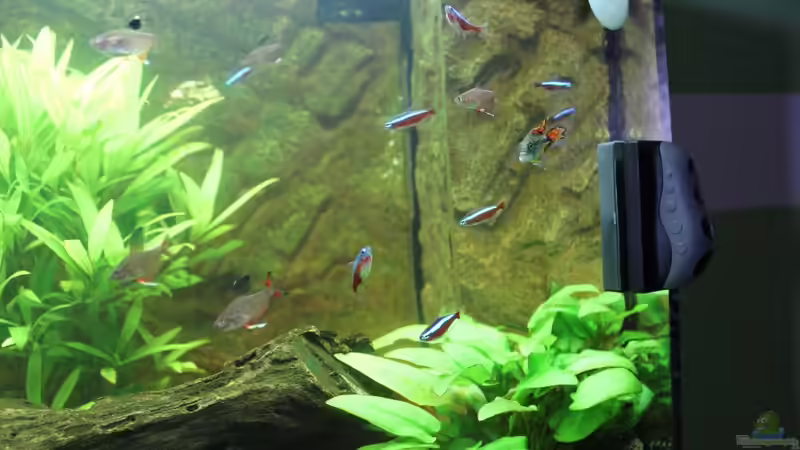 Aquarium Vision Becken von Felge (4)