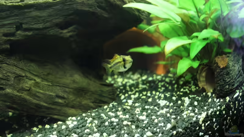 Aquarium Vision Becken von Felge (5)