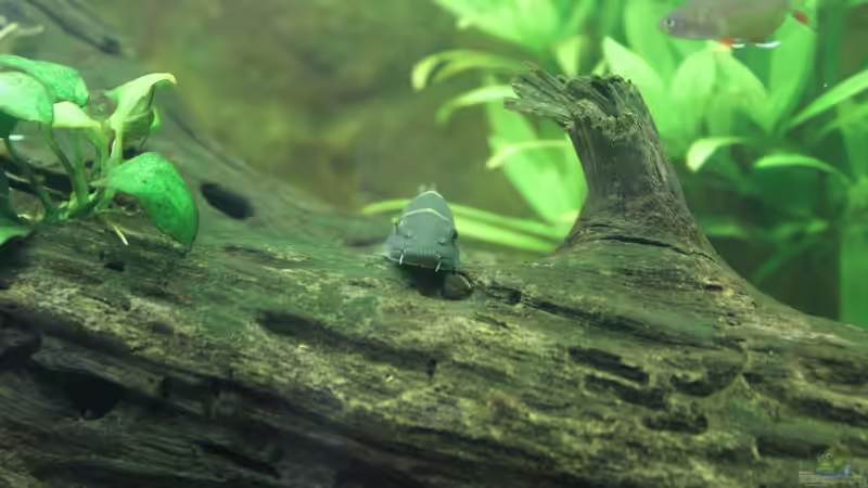 Aquarium Vision Becken von Felge (6)