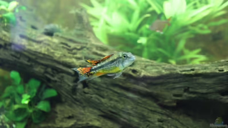 Aquarium Vision Becken von Felge (7)