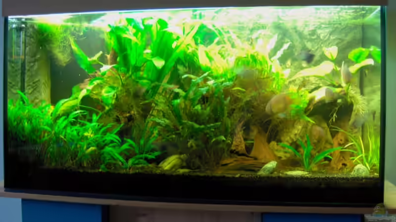 Aquarium Vollansicht von Stefan Reinl (1)