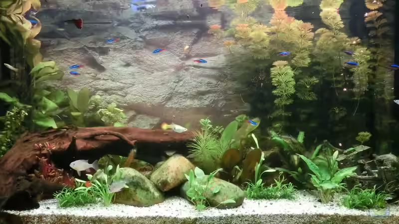 Aquarium vom 28.12.2016 von paindrummer (1)