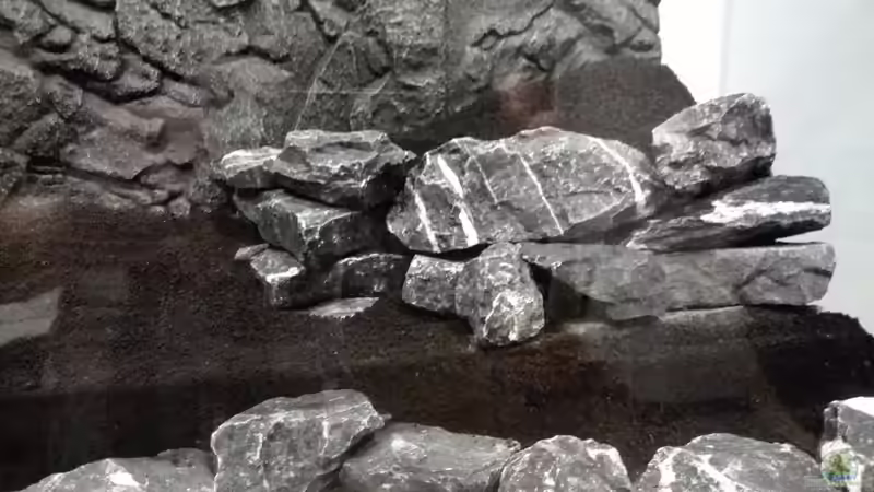 Aquarium Vom Dschungel zum Iwagumi von Vancouver2010 (12)