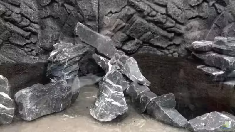 Aquarium Vom Dschungel zum Iwagumi von Vancouver2010 (15)