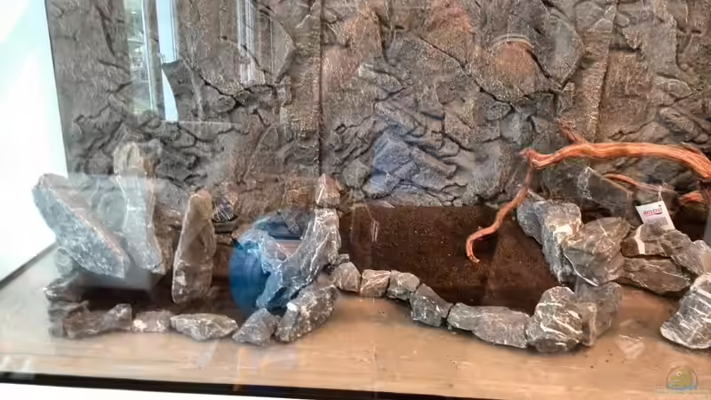 Aquarium Vom Dschungel zum Iwagumi von Vancouver2010 (16)