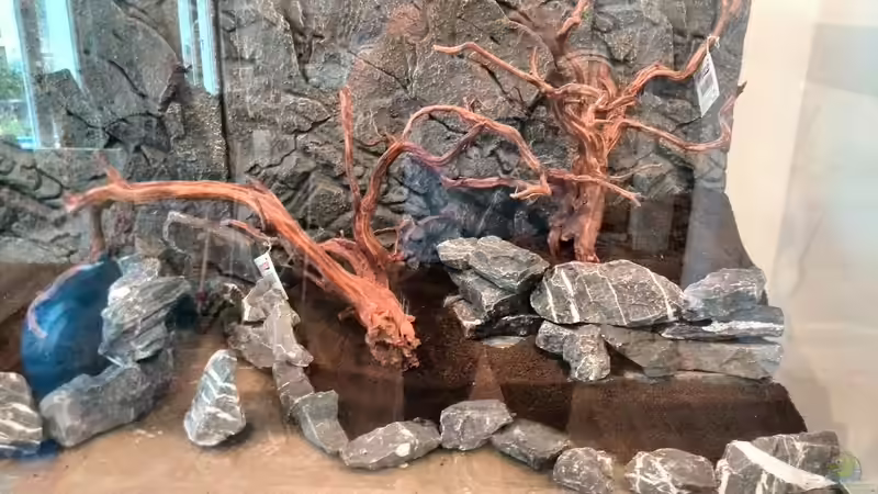 Aquarium Vom Dschungel zum Iwagumi von Vancouver2010 (17)