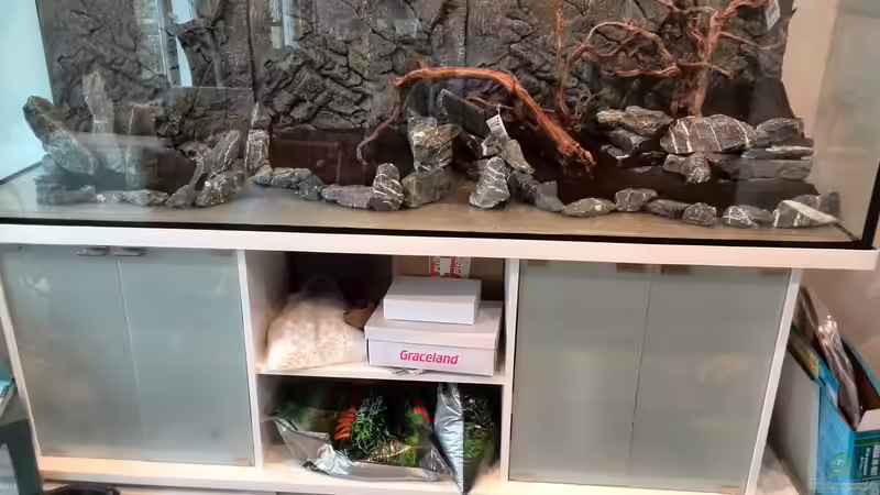 Aquarium Vom Dschungel zum Iwagumi von Vancouver2010 (18)