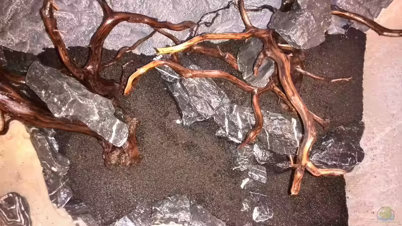 Aquarium Vom Dschungel zum Iwagumi von Vancouver2010 (19)