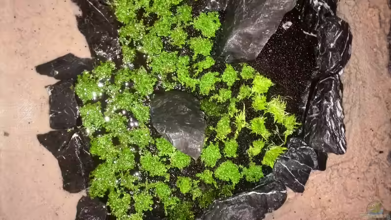 Aquarium Vom Dschungel zum Iwagumi von Vancouver2010 (21)