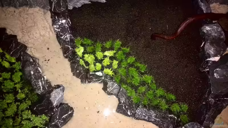 Aquarium Vom Dschungel zum Iwagumi von Vancouver2010 (22)