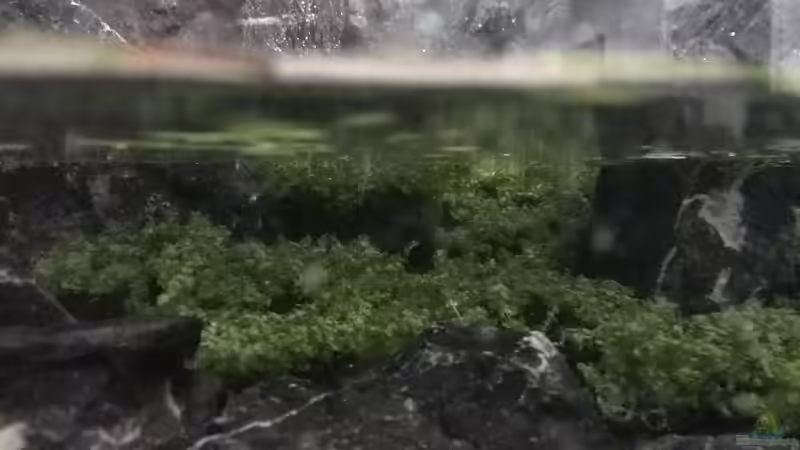 Aquarium Vom Dschungel zum Iwagumi von Vancouver2010 (23)