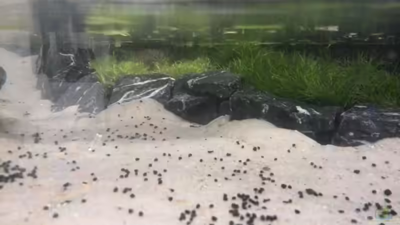 Aquarium Vom Dschungel zum Iwagumi von Vancouver2010 (24)