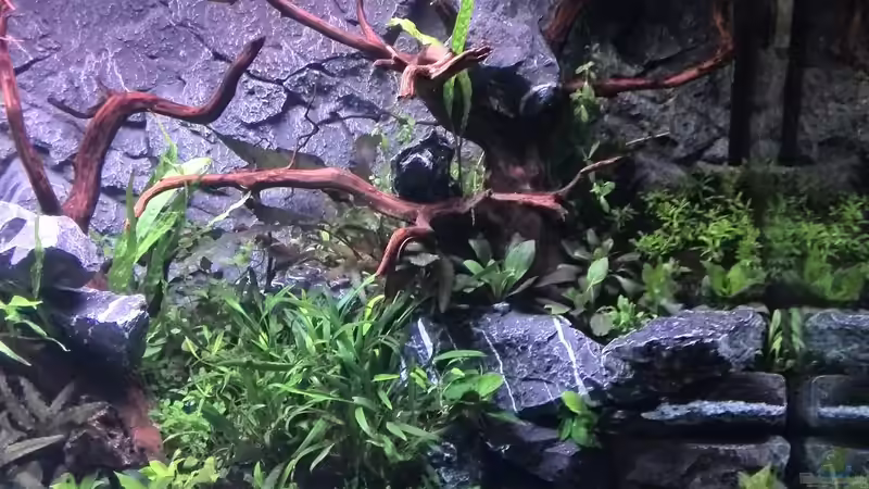 Aquarium Vom Dschungel zum Iwagumi von Vancouver2010 (27)