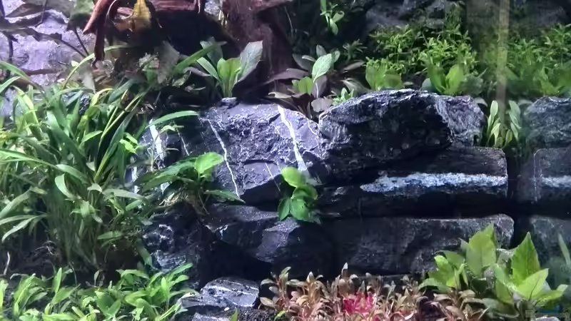 Aquarium Vom Dschungel zum Iwagumi von Vancouver2010 (28)