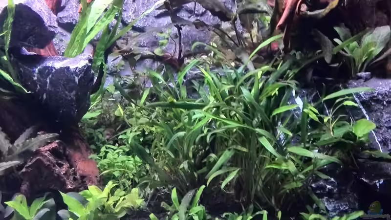 Aquarium Vom Dschungel zum Iwagumi von Vancouver2010 (29)