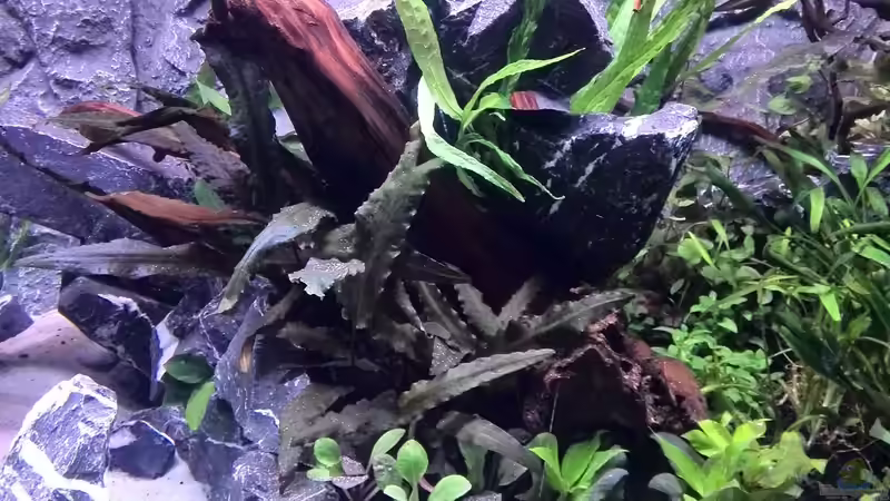 Aquarium Vom Dschungel zum Iwagumi von Vancouver2010 (30)